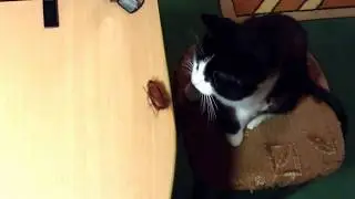 Electronic cat toys - Electronic Cockroach Toys for cat