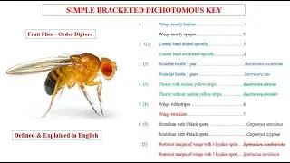 Simple bracketed key
