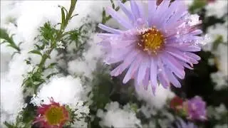 Первый снег, Шиханы 2
