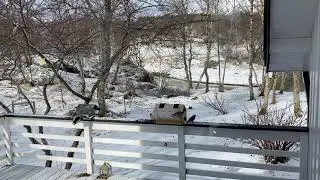Hakkespett fugl: hakkespett i fuglebrett