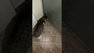 Close ..☠️ (Близко к провалу) #cat #comedy #like #music