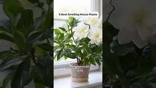 5 Best Smelling House Plants   5 Best Smelling House Plants! From delicate Lily of the Valley