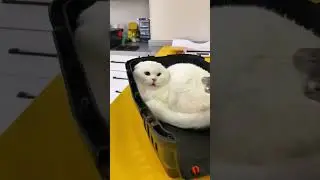 Cats VS Veterinarians