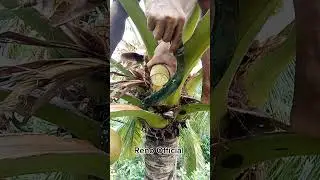 Attracting Coconut Nectar Success! #1  #coconutwine  #viral2025 #coconuttoddy