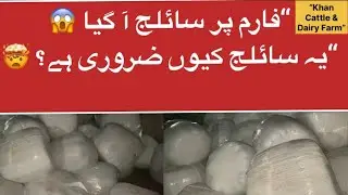 Aaj Farm Par Silage Aya 🐄 | Dairy Farm Silage Feeding | Full Tips #ytshorts #youtubeshorts #sailej 