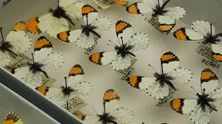 Insect Relaxing Chamber