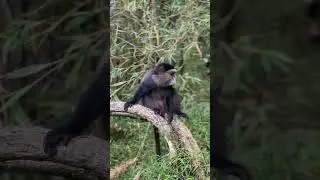 Golden monkey trekking in Mgahinga national Park #travelwithkisembo #subscribe #visituganda