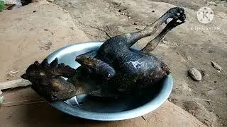 cooking desi cock|| desi murga ||chicken curry recipe || Village areas teraiNepal || madesh #cooking