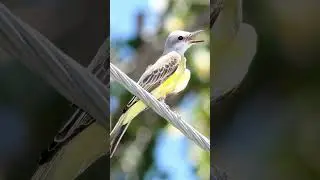 Tropical Kingbird Bird Call Video: Nature Sounds for Sleep Relax