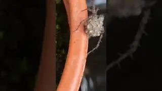 Wolf🐺spider🕷egg🥚sack hatched ,babies carried on mums back before released