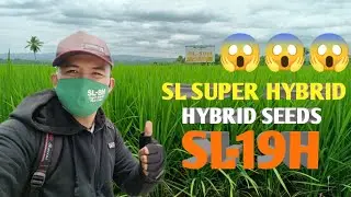 Hybrid Rice Seeds l SL Agritech Corporation l New variety (SL-19H)