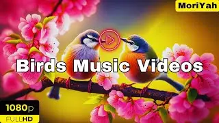Relaxing Music: Deep Meditation Music, Birds Video With piano sounds, Birds Videos