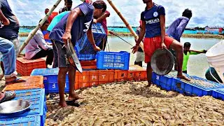 Vannamei Shrimp Farming Is A Wonderful Experience | Litopenaeus vannamei ponds culture|Prawn culture