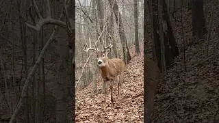 &ldquo;Hey&rdquo; When you&rsquo;re tagged out in Southern, Ohio. #whitetail #deer #buck #bigbuck #hunting #wildlife
