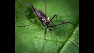 Deforestation Made Mosquitoes Hunt Humans