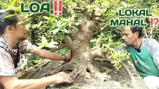 KATANYA‼️GAK ADA LOA GAK RAME #bonsai #loa #garden #gardening #tree #nature