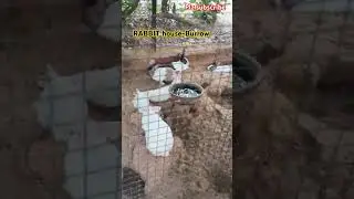 #Rabbit#rabbitfarming#cute#bunny#rabbithouse#bunnyinburrow#cutebaby #shortsvideo
