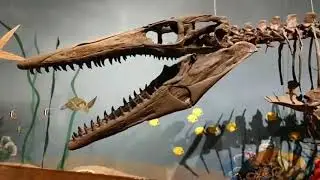 Virtual dinosaur museum tour video number 2