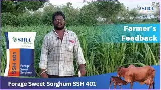 Drought Tolerant Forage Crop |Forage Sweet Sorghum SSH 401|Sira Seeds #rasiseeds #farming #dairy .