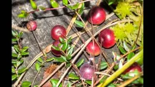 Karpalo | Vaccinium oxycoccos @Finland