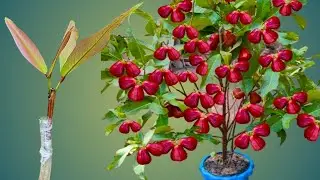 Grafting Java Apple Plant On Black Jamun Plant