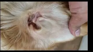 Mystery case constipation -FB-Tick fever #dog #cat #tick #happy 