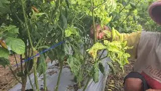 SKILLS FOR QUICKLY PICKING SPICY CHILI IN THE GARDEN WITHOUT USING TOOLS!  -Agriculture Farming
