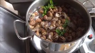Comment élever les escargots les faire jeuner les laver les cuisiner