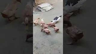 #village #nature #animals #pets #ashobbies #lakshmipur #ramganj #duck #homeland (November 20, 2025)