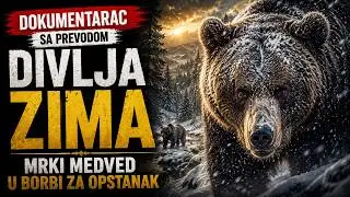 Divlja zima: Mrki medved u borbi za opstanak | Dokumentarac sa Prevodom