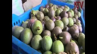 On The Farm: Tackling market access for passion fruit farmers