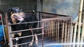Marco.. #ytshorts #youtube #viral #dooberman #dobermanpuppy #versatiledog #subscribe #youtubeshorts