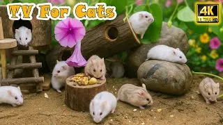 🔴 Cat Videos for Cats to Watch 📺All Day Funny Mouse Videos with Real Sounds to Keep Cats Entertained