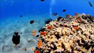 Underwater Wedding Proposal - Ohad & Gat