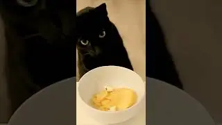 The Secret Lives of Bombay Cats #cute #funny #cat #love #shorts