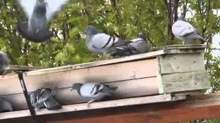 D&uacute;fur