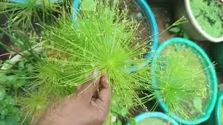 #waterplants available #tamil #lotusroot #plantlover #flowergarden #greenscreen #grass #garden 
