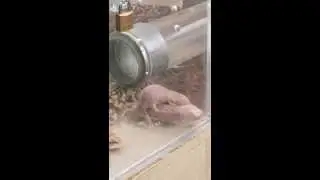 Naked Mole Rats 1
