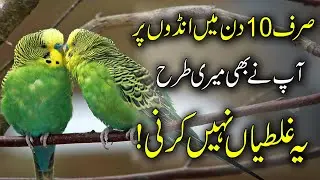 Australian Parrots Breeding Tips || Birds breeding season || Budgies breeding