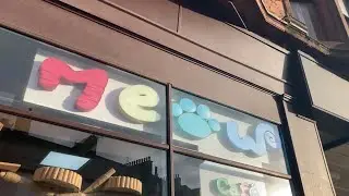 Lunching With Cats at the Meow Cafe