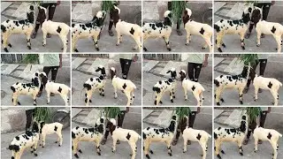 6305487644 marchalla & guntur sheep for sale in Hyderabad vattapally nice hotel