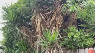 The  Yucca