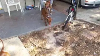real razor/coby puppies.  Disco's Kenels Orlando Fl, The city that stands strong..