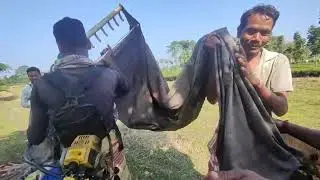 Plucking tea by Machine
