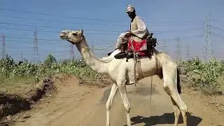 Arabian Life #travel #egzonibrahimi #camel #arabic #arab #travel #music #beautiful ##foryou #viral 
