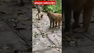 Monkey#sort video