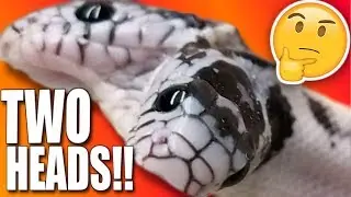 ANOTHER TWO HEADED SNAKE!!! SHOULD I?? | BRIAN BARCZYK