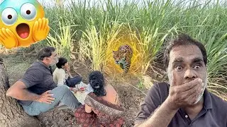 ऊसाच्या सरीतून अचानक बिबटया बाहेर पडला 😳
