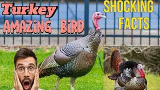 Turkey the amazing bird | interesting facts about turkey| #turkey #turkeybirds #facts