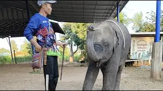 ใบข้าวมาแล้ว